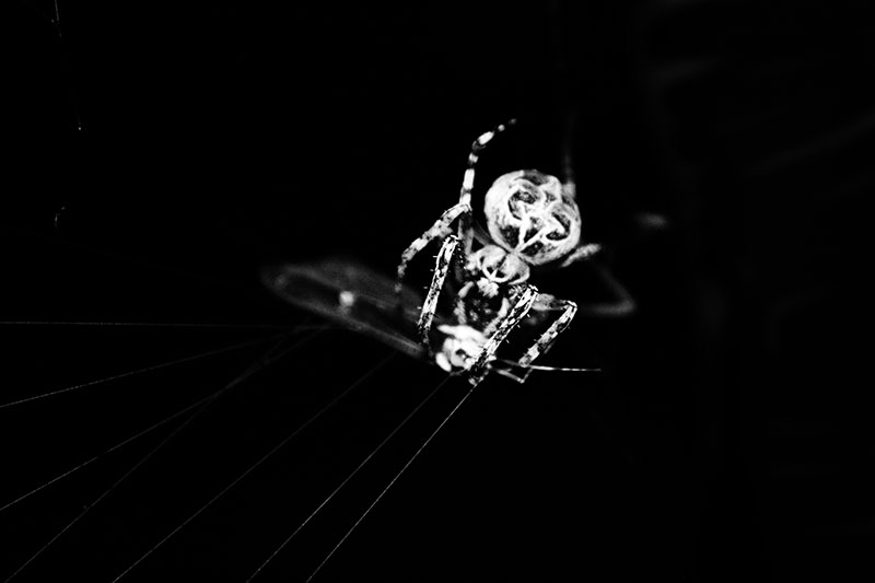 A Spider attacking a mayfly entangled in the web